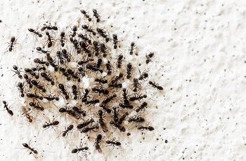 Qué significa soñar con muchas hormigas