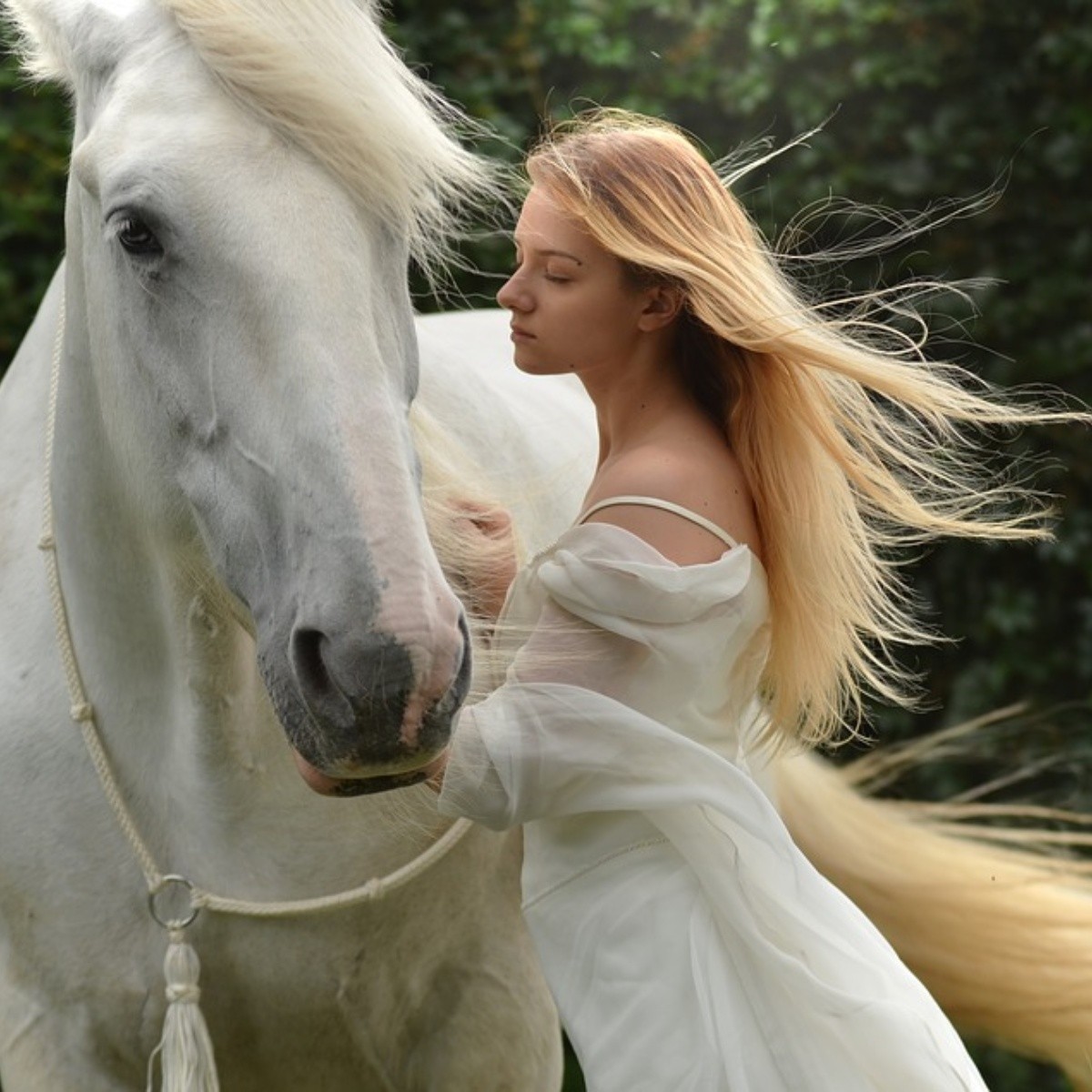 Soñar con un caballo blanco