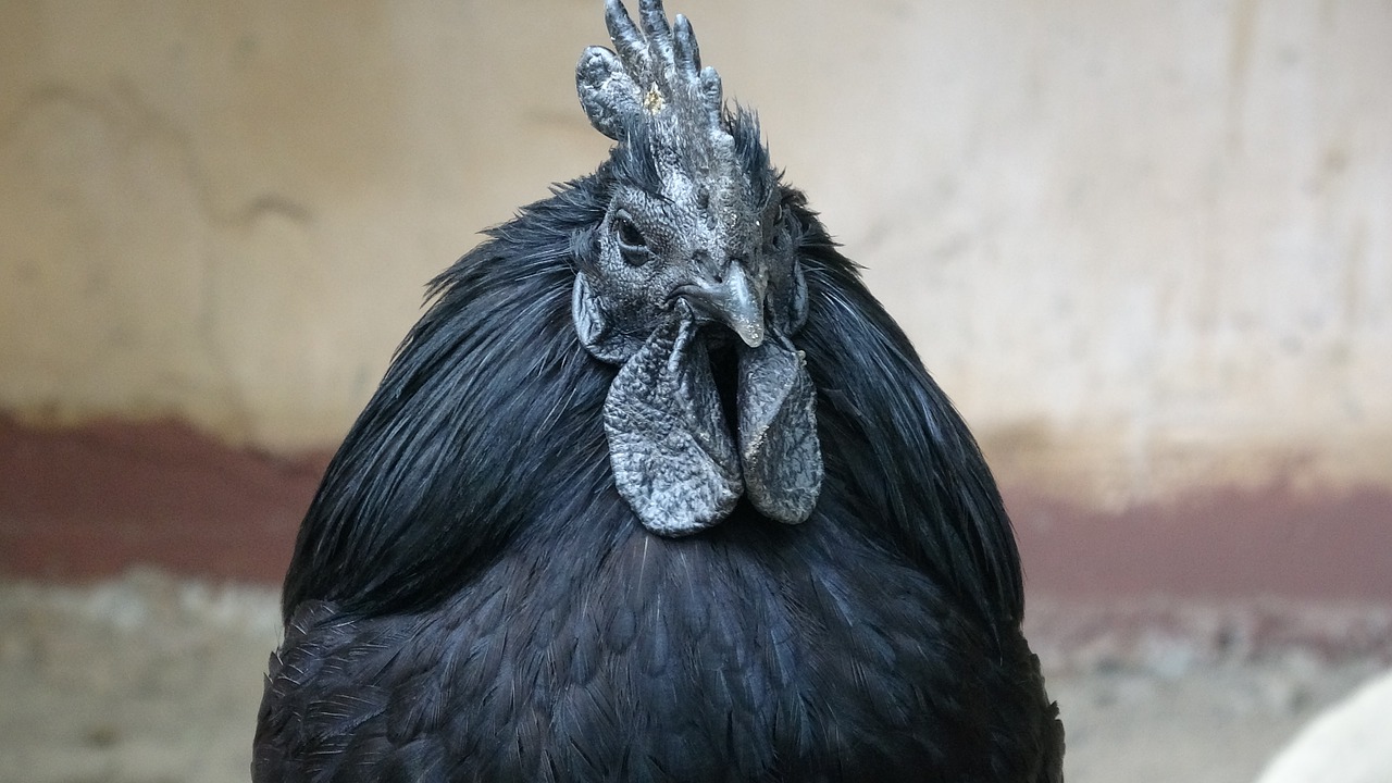 Soñar con un pollo negro