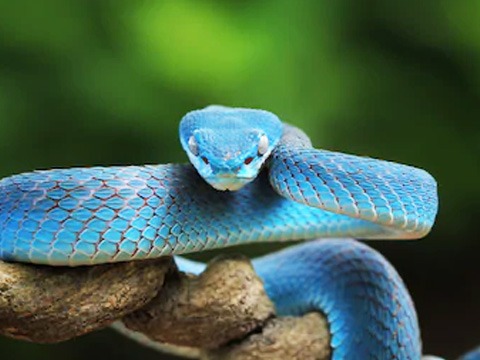 Soñar con una serpiente azul