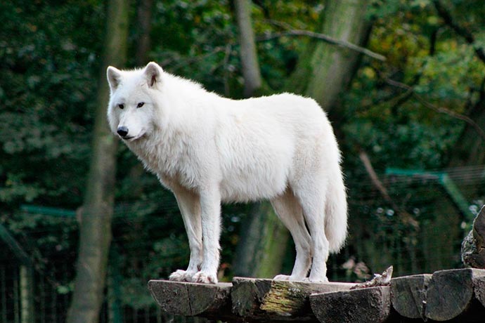 Soñar con lobo blanco