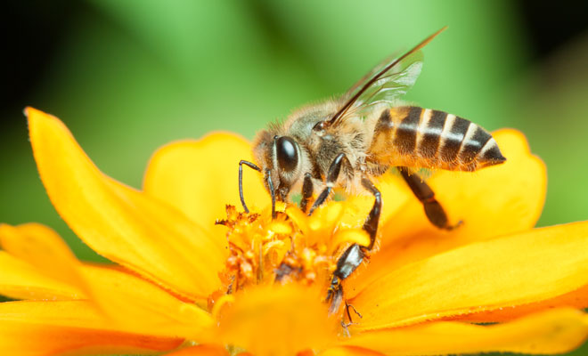 Soñar con picadura de abeja