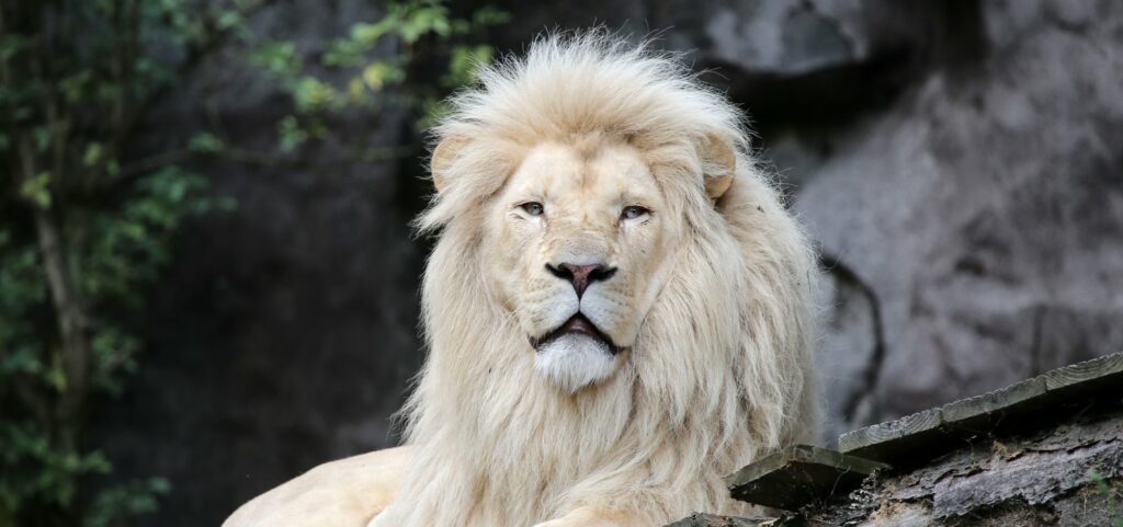 Soñar con un león blanco