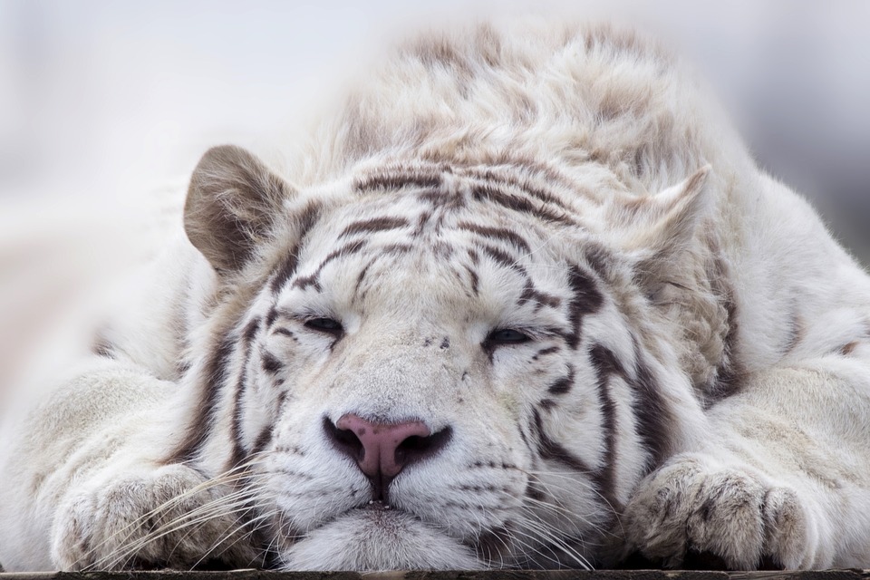 Soñar con un tigre blanco