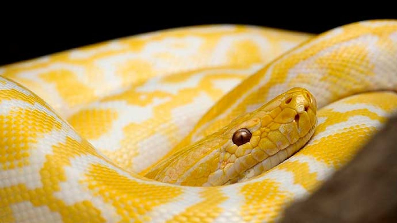 Soñar con una serpiente amarilla