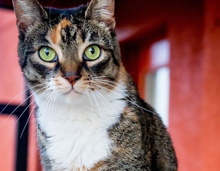 como saber si es gato o gato