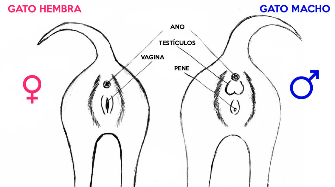 Cómo saber si el gato es hembra
