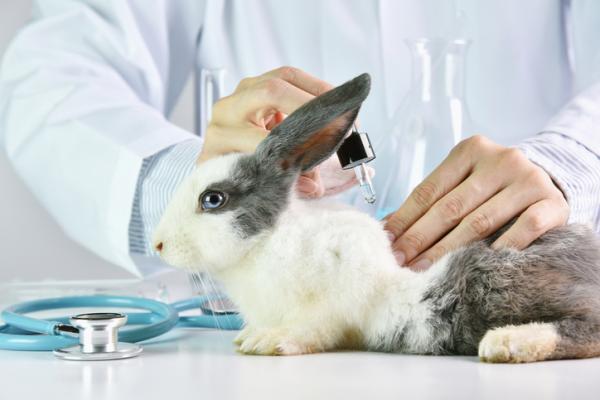 Cómo saber si el producto está testado en animales