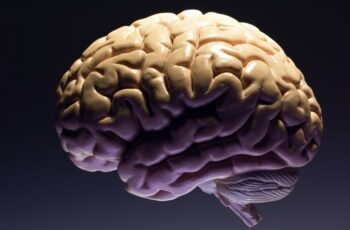 ¿Cómo obtener el 100 por ciento del cerebro?